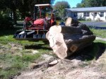 Wilson Property Village Tree 043 (Small).jpg