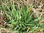 Weeds 094.jpg