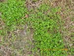 Weeds 098.jpg