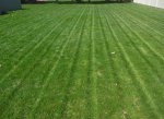 lawn 2.jpg