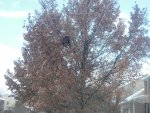 tree.jpg tree.jpg