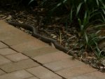 snake.JPG