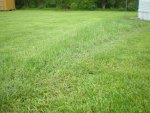grass 003.jpg grass 003.jpg