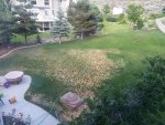 grass.jpg grass.jpg