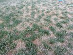 Grassupclose.jpg Grassupclose.jpg