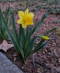 2017-daffodil-14_183337.jpg