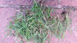 crabgrass????.jpg