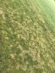 grass damage.jpg
