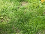 Lawn_2890.jpg Lawn_2890.jpg