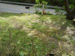 Lawn_2894.jpg Lawn_2894.jpg