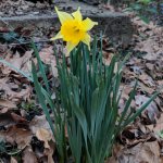 daffodil-2019-1.jpg