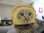Cat_breading.jpg