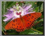 gulf-fritillary-03.jpg