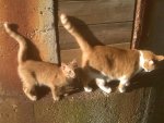 BB pics 2011 039.jpg