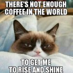 -Grumpy-cat-MEME-LOL-Funny-Pictures.jpg