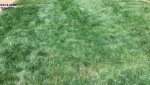 AUG 4TH TEN LAWN.jpg AUG 4TH TEN LAWN.jpg