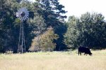 Barton Creek Pasture.jpg