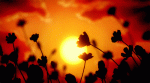 Sunrise 25.gif