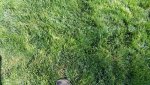 20180812_155101 SHOE GRASS.jpg