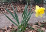 Daffodil-2018_20180220_174927.jpg