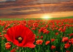 sunrise 47.jpg