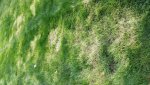 Bef thatch rake.jpg