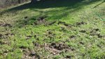 Hog damage 3.jpg Hog damage 3.jpg