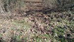 Hog damage 1.jpg Hog damage 1.jpg