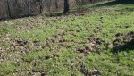 Hog damage 5.jpg Hog damage 5.jpg