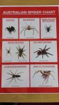 Ausie Spider Chart.jpg