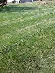 Bad Mulch 3.jpg Bad Mulch 3.jpg