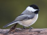 Chickadee.jpg