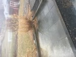 IMG_0131.jpg IMG_0131.jpg