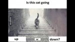 https___cdn.cnn.com_cnnnext_dam_assets_150410134301-cat-going-up-or-down.jpg