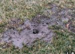 Lawn02.JPG