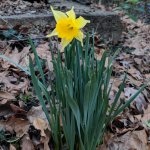 daffodil-2019-1.jpg