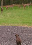2Jazz Deer 10-13.JPG 2Jazz Deer 10-13.JPG