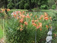 TigerLilies 2021.JPG TigerLilies 2021.JPG