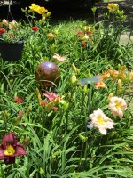 DaylilyGarden2020.JPG DaylilyGarden2020.JPG