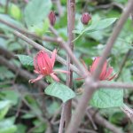 sweetshrub2021.JPG sweetshrub2021.JPG