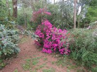 purple_azalea_2021.JPG purple_azalea_2021.JPG