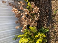 Shrub1.jpg Shrub1.jpg