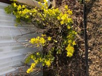 Shrub2.jpg Shrub2.jpg