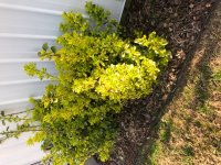 Shrub3.jpg Shrub3.jpg