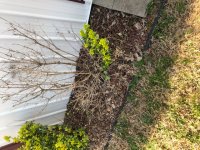 Shrub4.jpg Shrub4.jpg