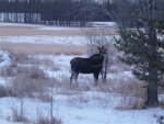 3 moose 002.jpg