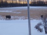 3 moose 003.jpg