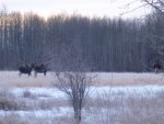 3 moose 004.jpg