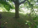 low tree 2.jpg low tree 2.jpg