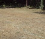 lawn - dry 8-15-07.jpg